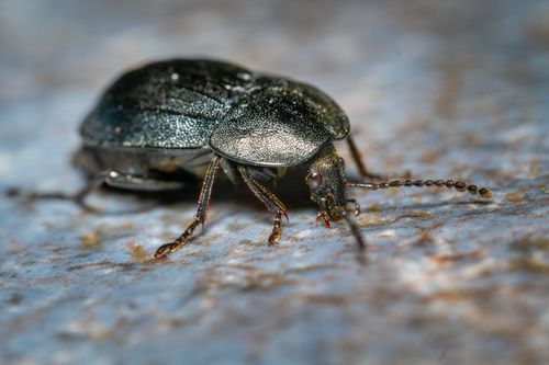 Free Macro image of a beetle showcasing detailed textures and natural habitat. Stock Photo