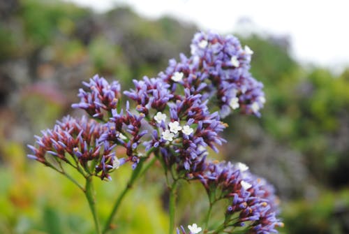 Beautiful tender Limonium flowers of lilac color growing in sunny summer park