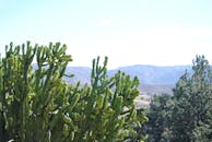 蓝天晴朗，仙人掌宁静，背景是山脉