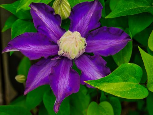Free Close-up of a vibrant purple clematis flower amidst green foliage, captured outdoors in spring. Stock Photo