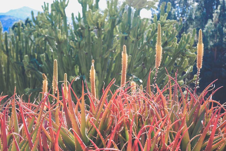 Colorful Glasswort Flower Growing In Nature