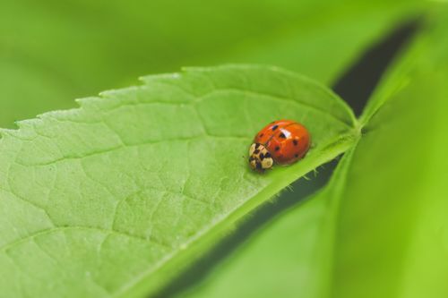 Free Bright red ladybug resting on a green leaf, highlighting vibrant nature details. Stock Photo