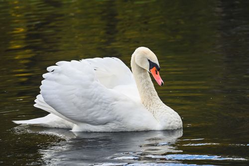 Free Elegant white mute swan gracefully gliding on a calm lake, reflecting the peaceful ambiance of nature. Stock Photo
