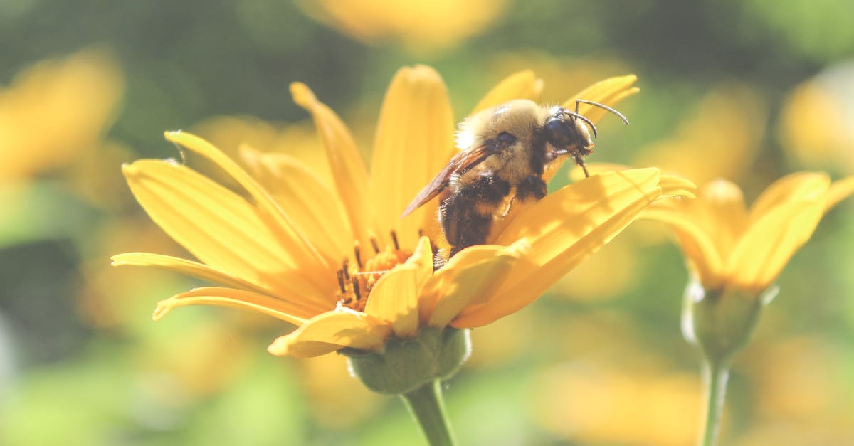 Free stock photo of bee, close up, flower