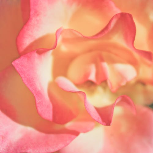 Close-Up of a Flower 