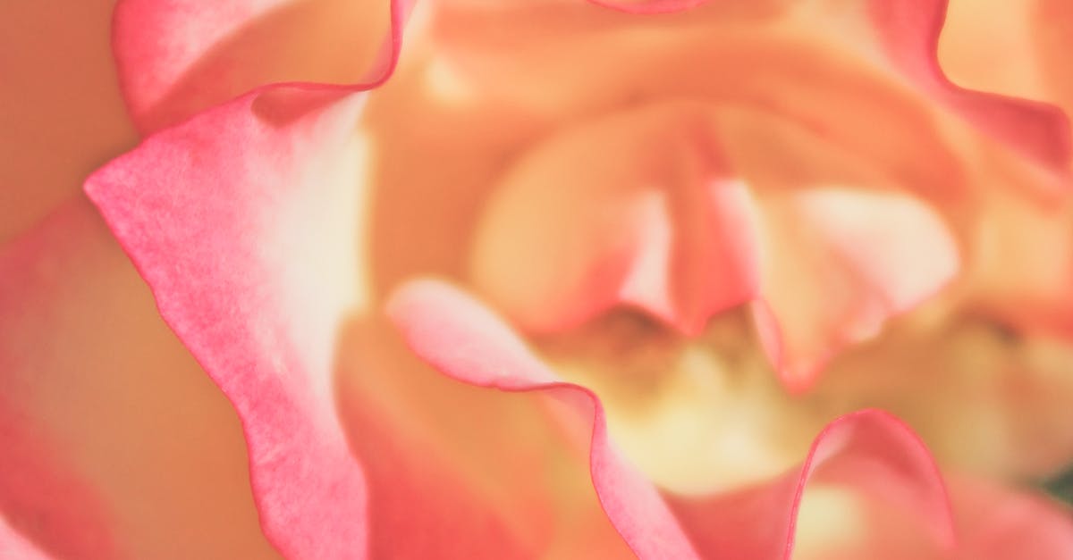 Free stock photo of closeup, macro, pink