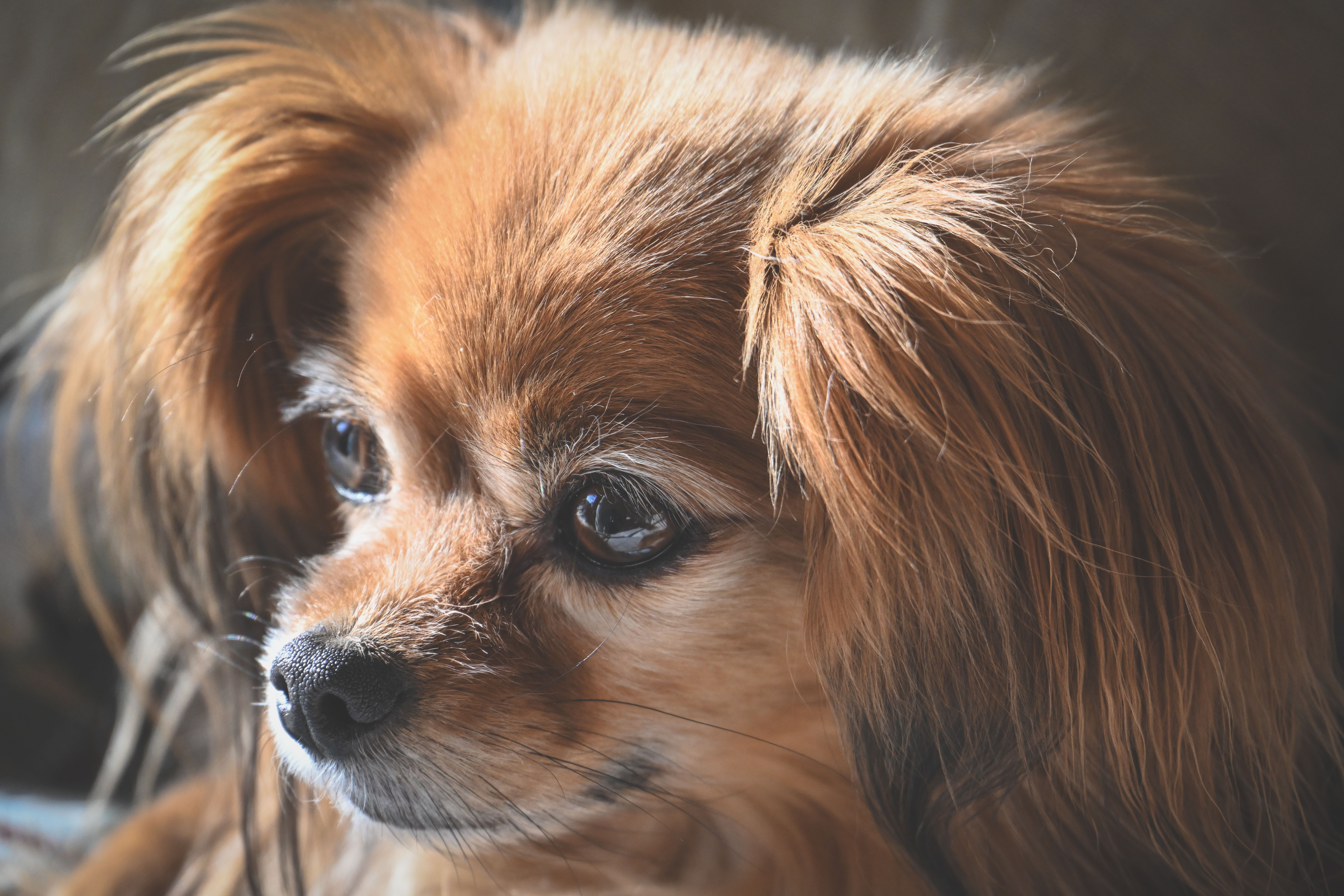 pet insurance pet finance and insurance — Photo by Alexas Fotos on Pexels
