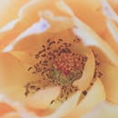 特写镜头亲密地捕捉了盛开的黄玫瑰，展现出它精致的花瓣与错综复杂的中心细节