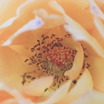 特写镜头亲密地捕捉了盛开的黄玫瑰，展现出它精致的花瓣与错综复杂的中心细节