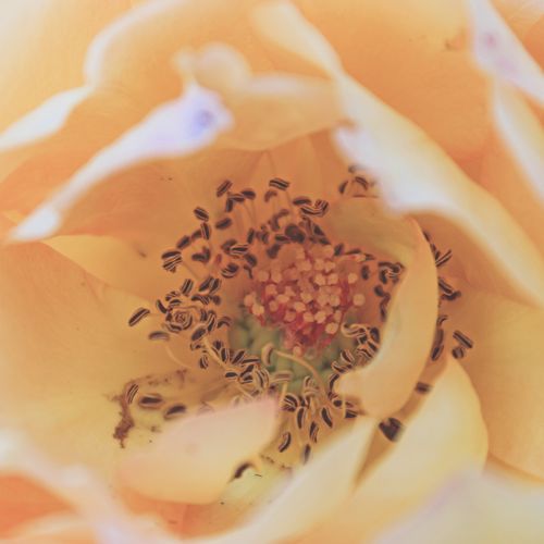Free Intimate close-up shot of a blooming yellow rose, showcasing its delicate petals and intricate center details. Stock Photo