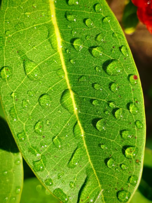 Free Macro shot of vibrant green leaf with dew droplets reflecting sunlight, highlighting nature's beauty. Stock Photo