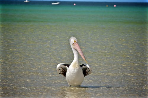 Základová fotografie zdarma na téma křídla, pelikán, pták