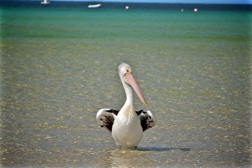 Selective Focus Photography White Duck on Body of Water