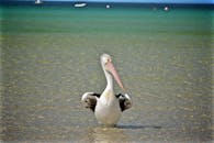 在宁静的海滩上，一只站立的鹈鹕展开翅膀，海水清澈