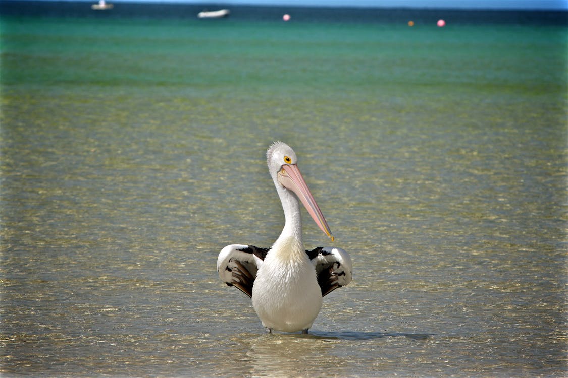 бесплатная Селективный фокус фотографии белой утки на водоеме Стоковое фото