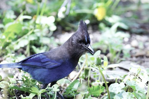 Free A Steller's Jay observed in a vibrant summer setting, showcasing its majestic blue plumage. Stock Photo