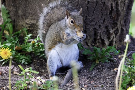 A gray squirrel eats a nut beside a tree in a sunny garden setting.