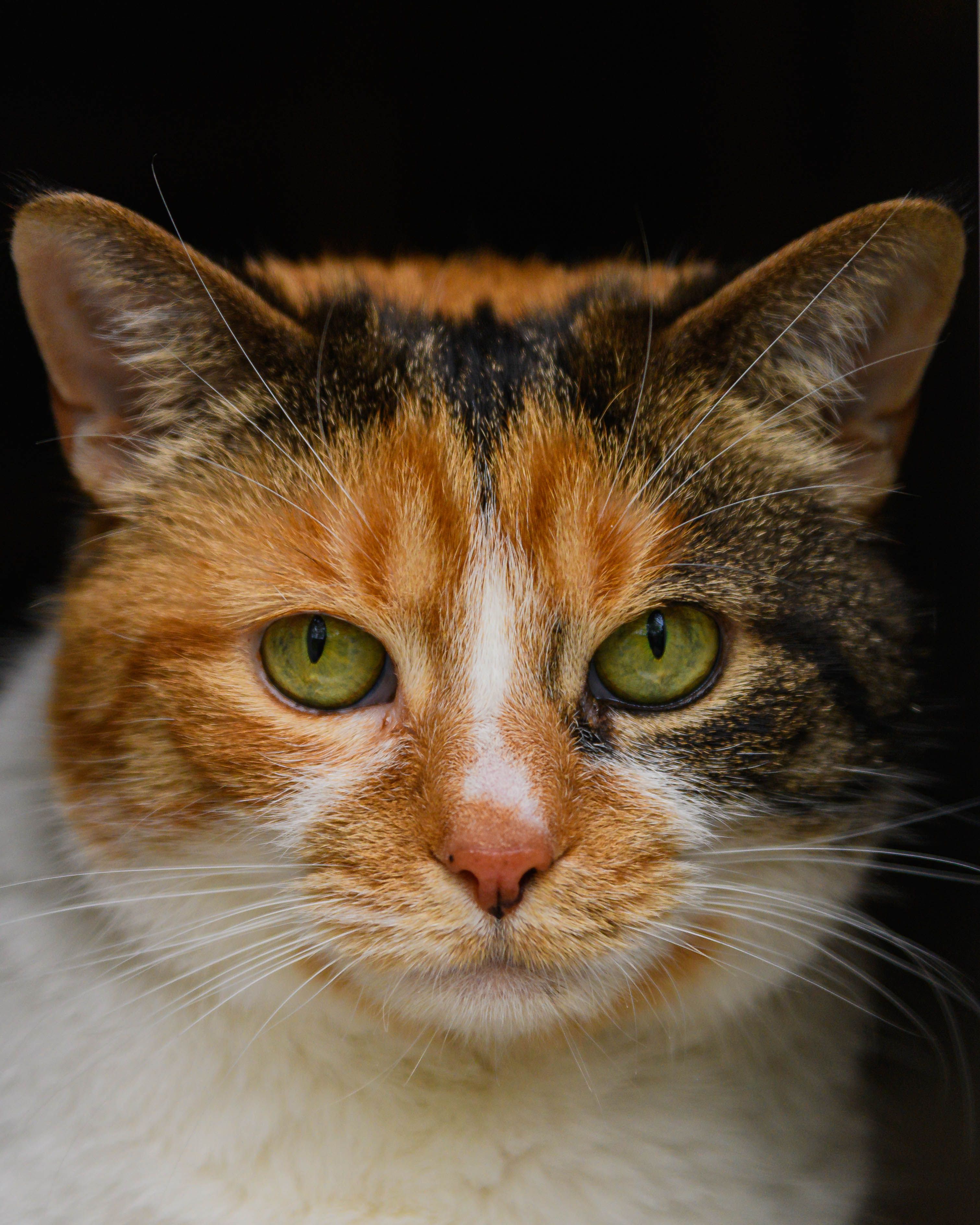 Close-up Portrait of a Calico Cat with Bright Eyes · Free Stock Photo