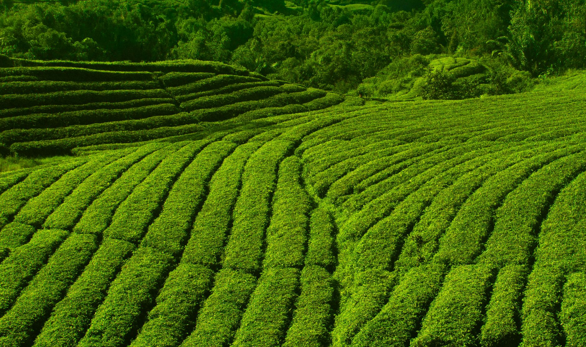 Pemandangan hamparan kebun teh berkabut yang sejuk di destinasi wisata Ciwidey Pemandangan hamparan kebun teh berkabut yang sejuk di destinasi wisata Ciwidey