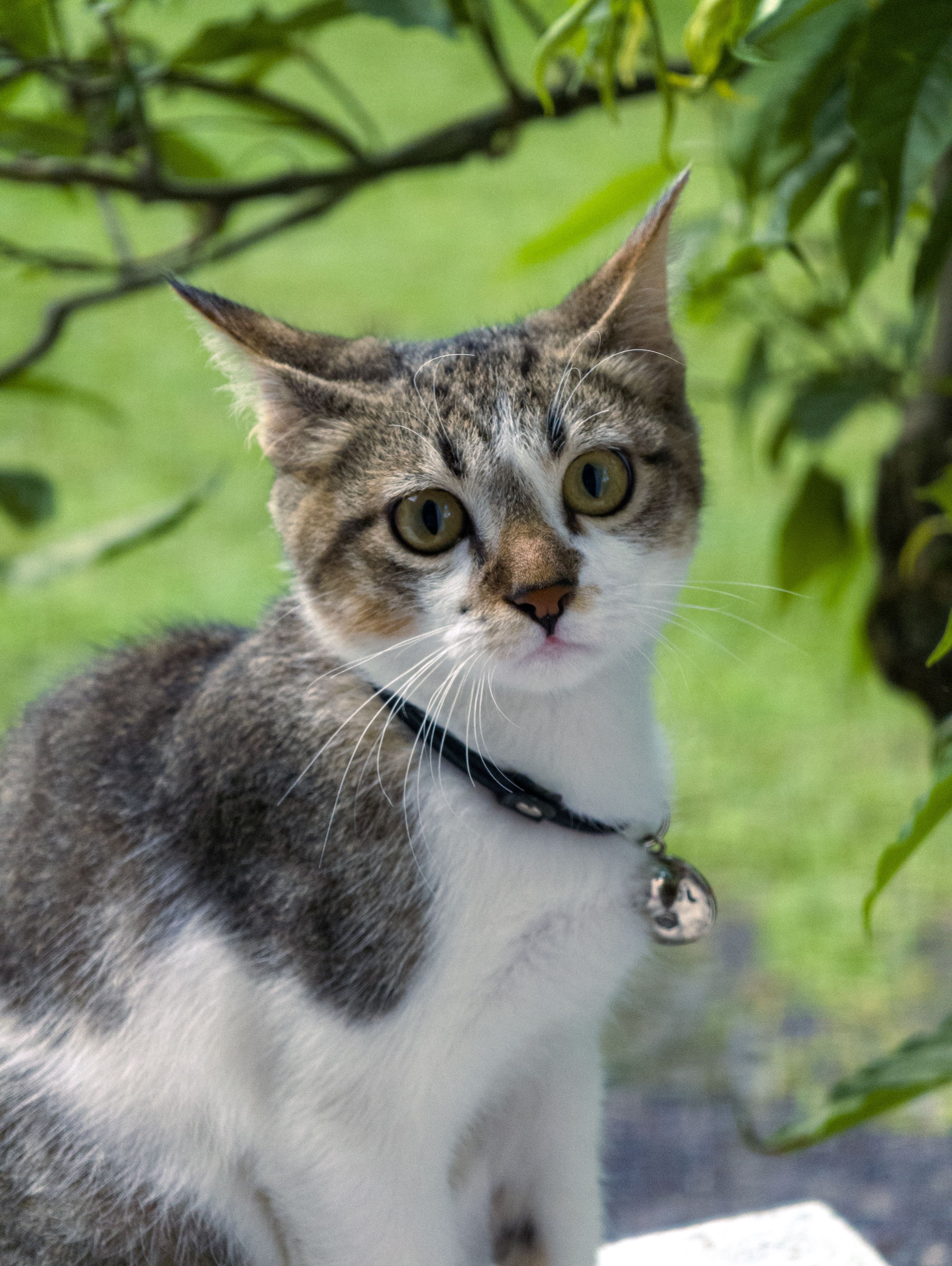 Portrait of a Tabby Cat in Garden Setting · Free Stock Photo