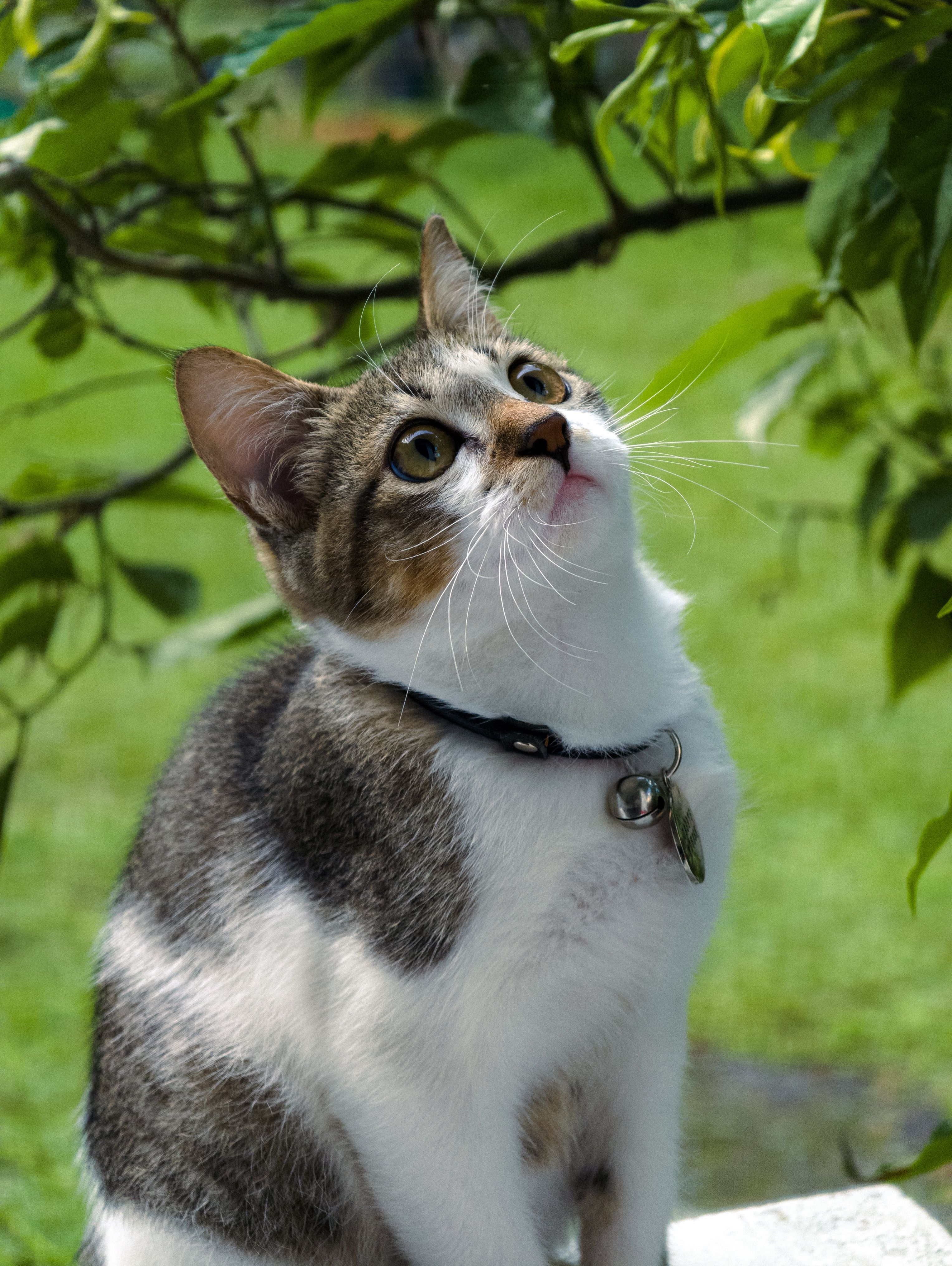 Condicionador Pet