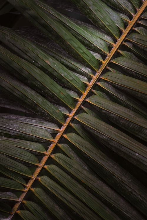 Free A detailed close-up of a green palm leaf showing its intricate natural pattern and texture. Stock Photo