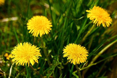 Free Close-up of vibrant yellow dandelions (Taraxacum officinale) amidst lush green grass, showcasing natural beauty. Stock Photo