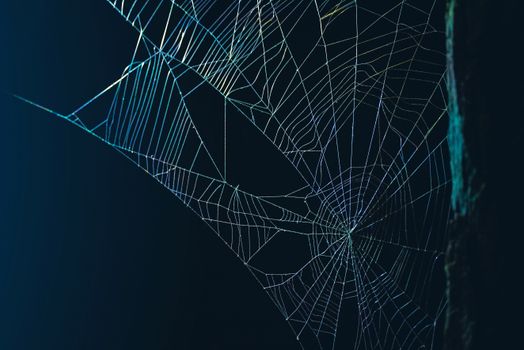 A detailed spider web glows with iridescent colors against a dark background.