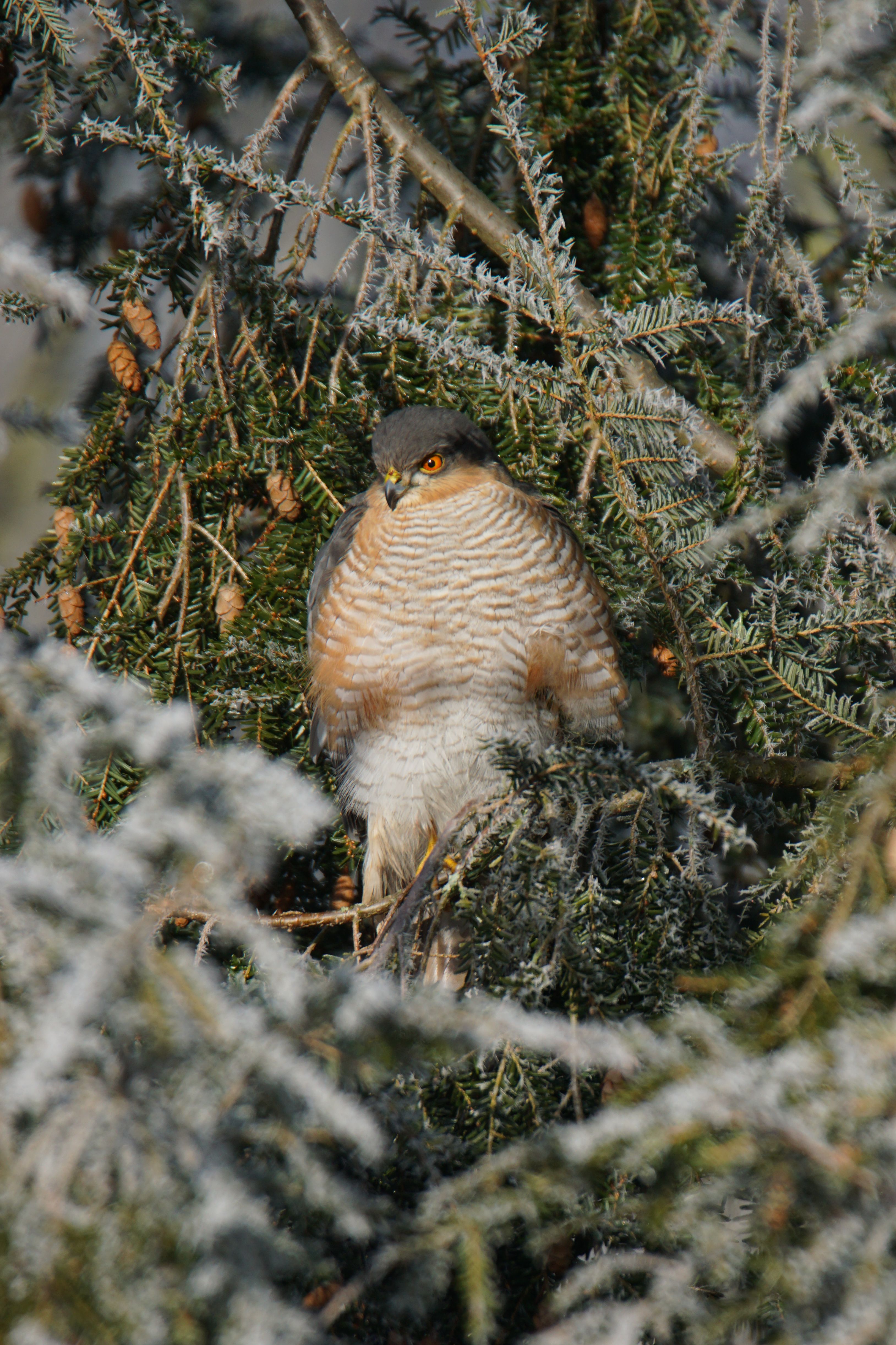 Small Raptorial Birds Raptorial Bird in Wintry Forest Scene · Free Stock Photo