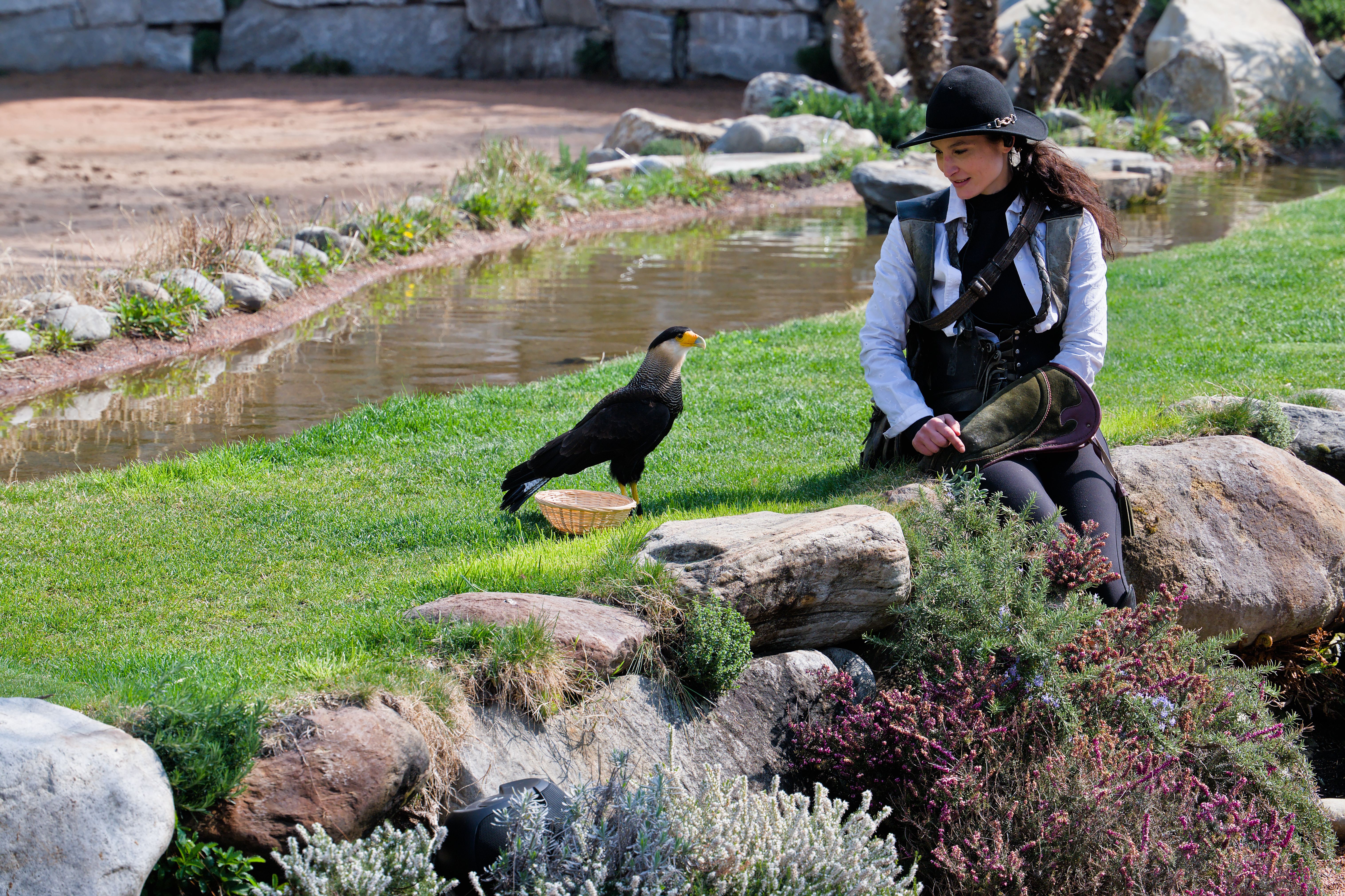 A falconer in attire sits beside a Crested Caracara bird near a serene stream and greenery.