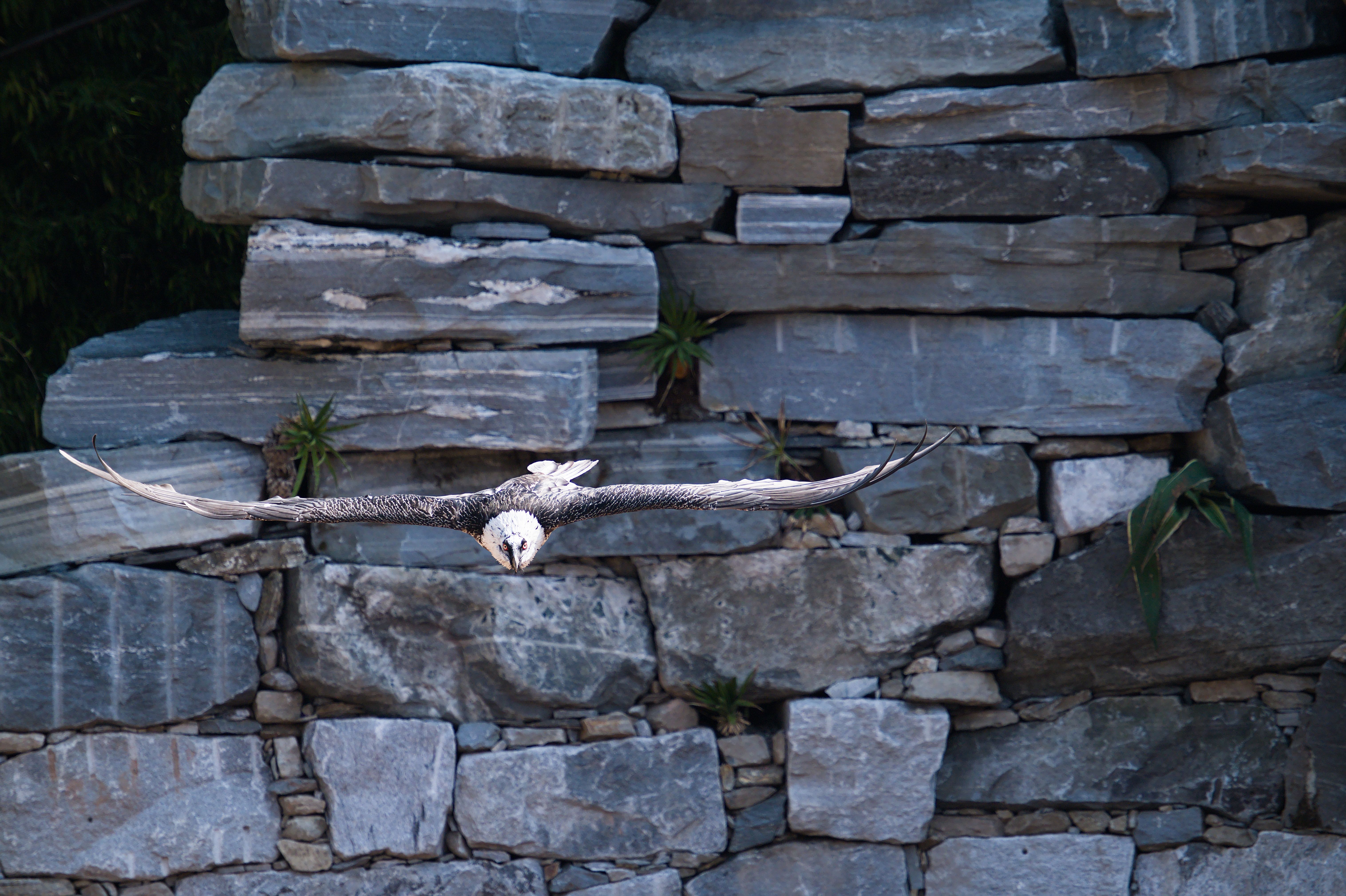 Espectáculo de aves rapaces