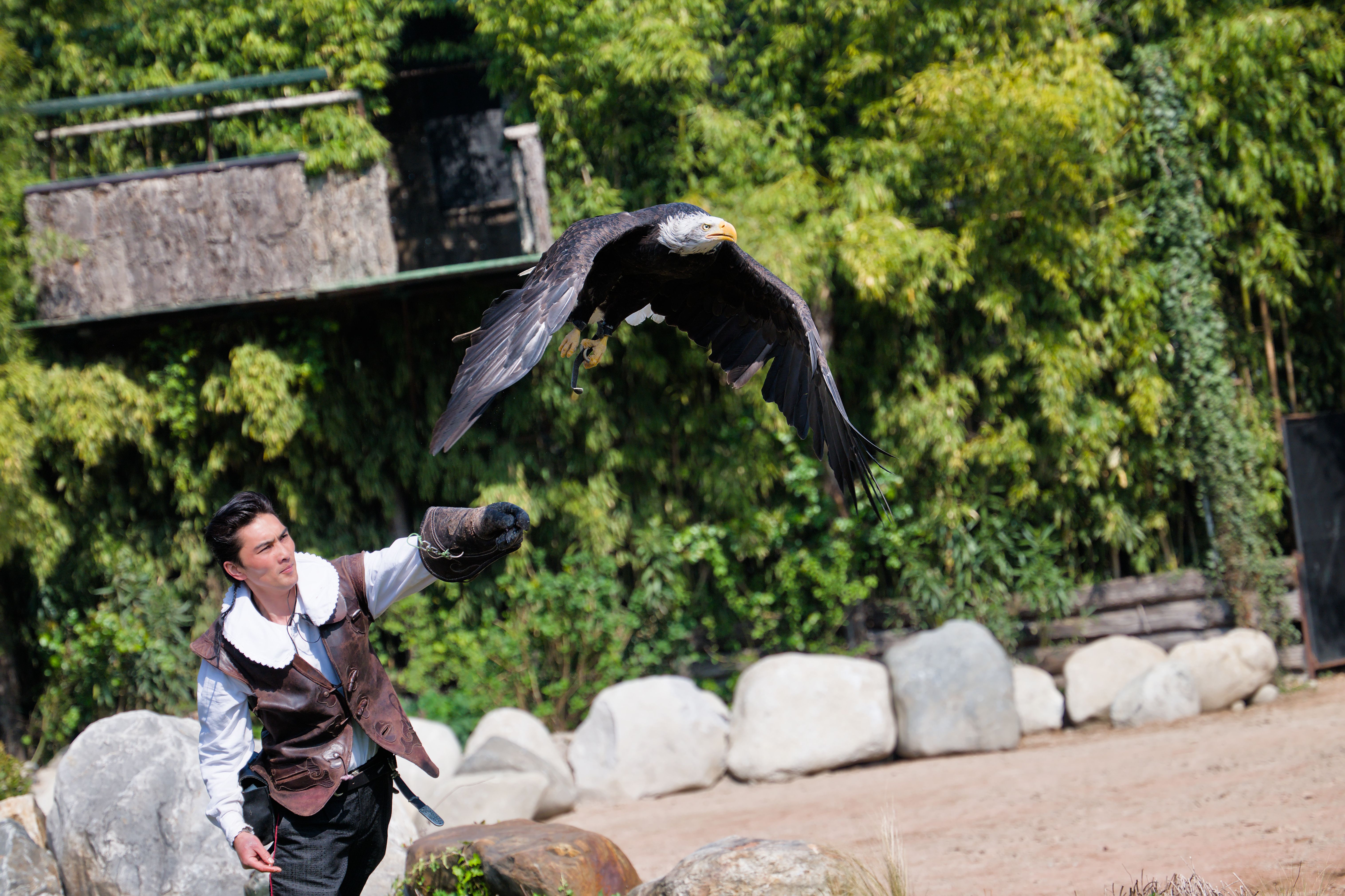 Falconry Experience