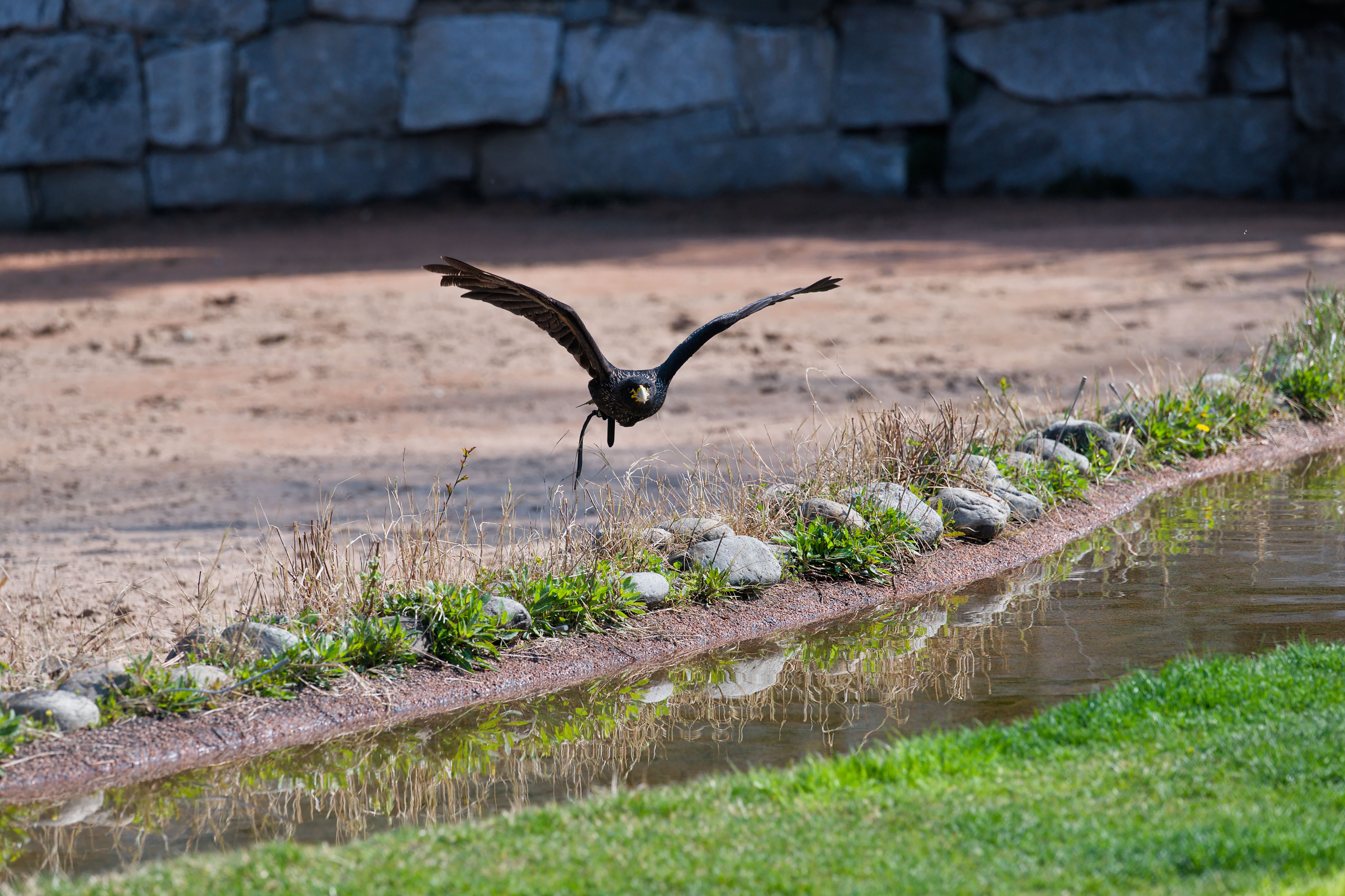 Espectáculo de aves rapaces