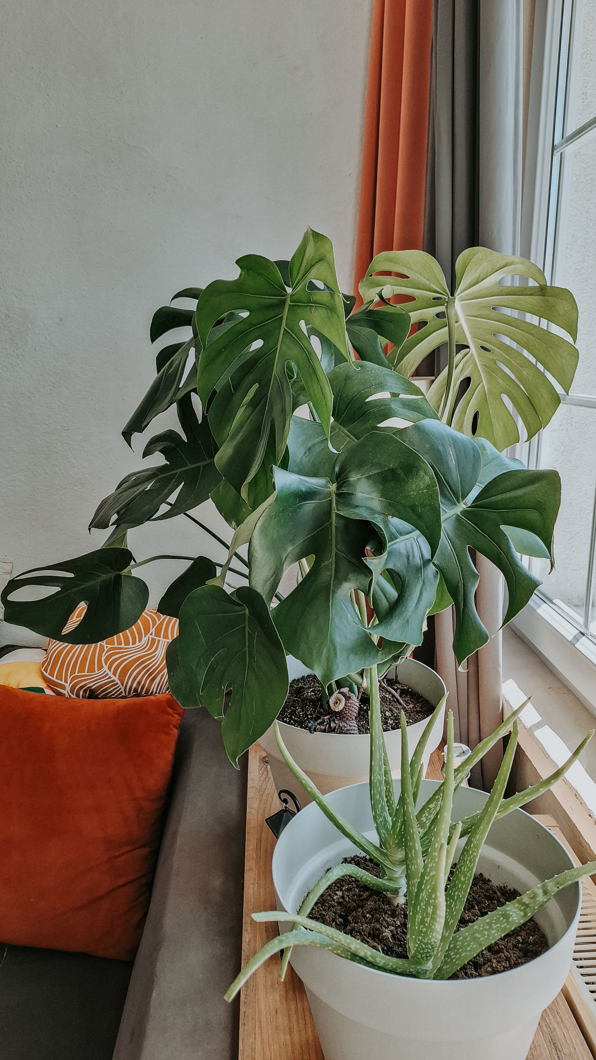 variegata adansonii Monstera adansonii Aurea main image 1