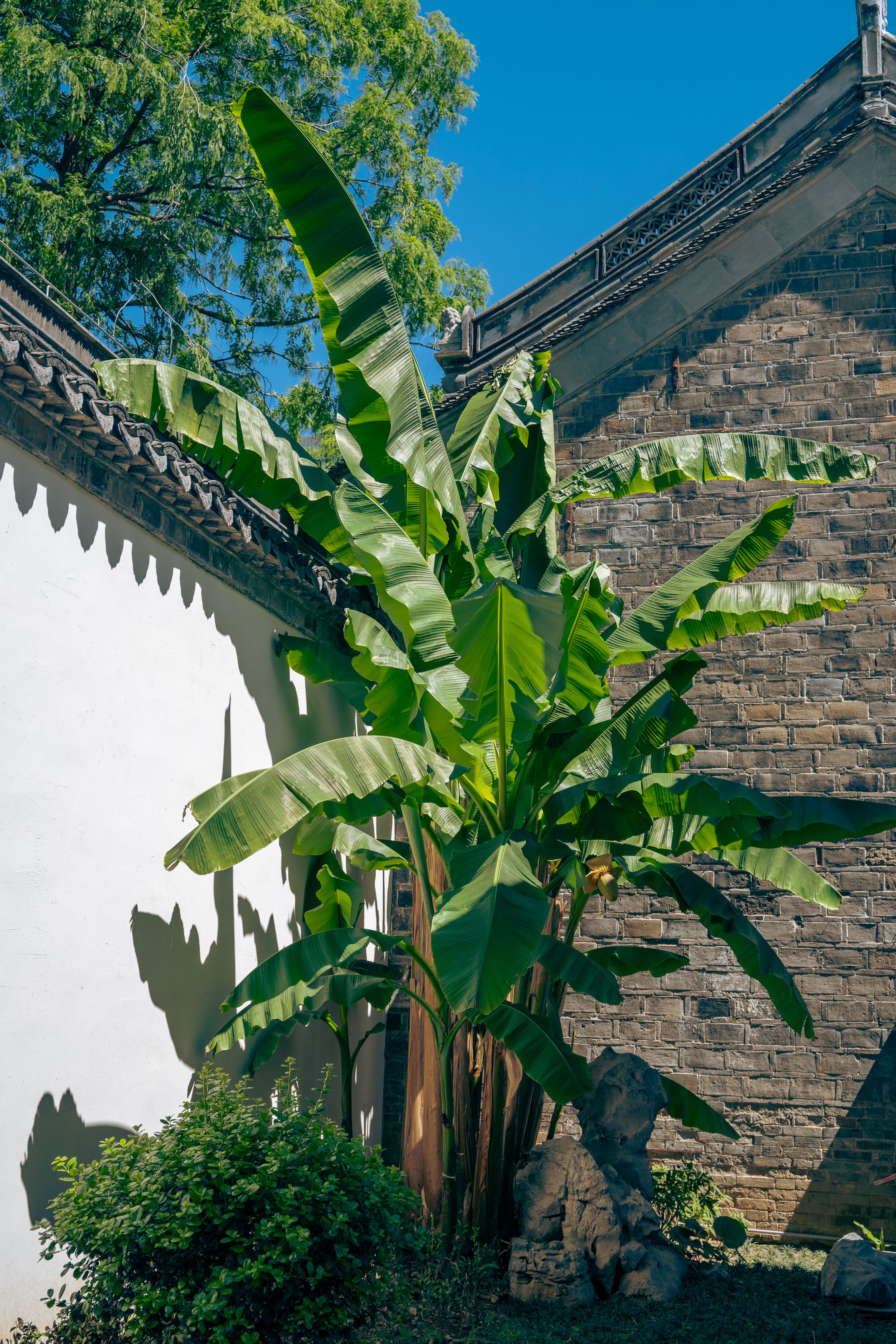 Lush banana tree in a traditional courtyard, Nanjing, under a bright blue sky.