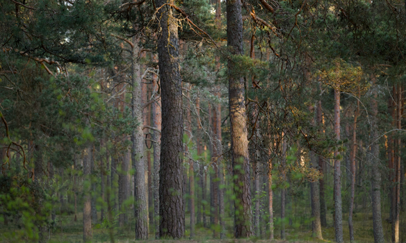 A tranquil view of a sunlit coniferous forest showcasing tall pine trees and green foliage.