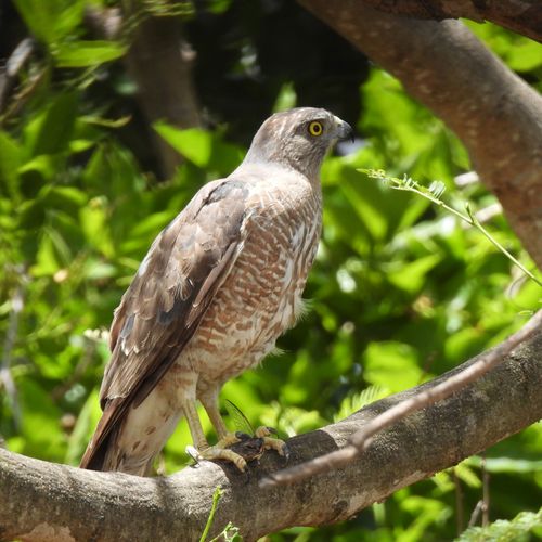 Free Crested hawk perched on a branch with vibrant green foliage background. Stock Photo