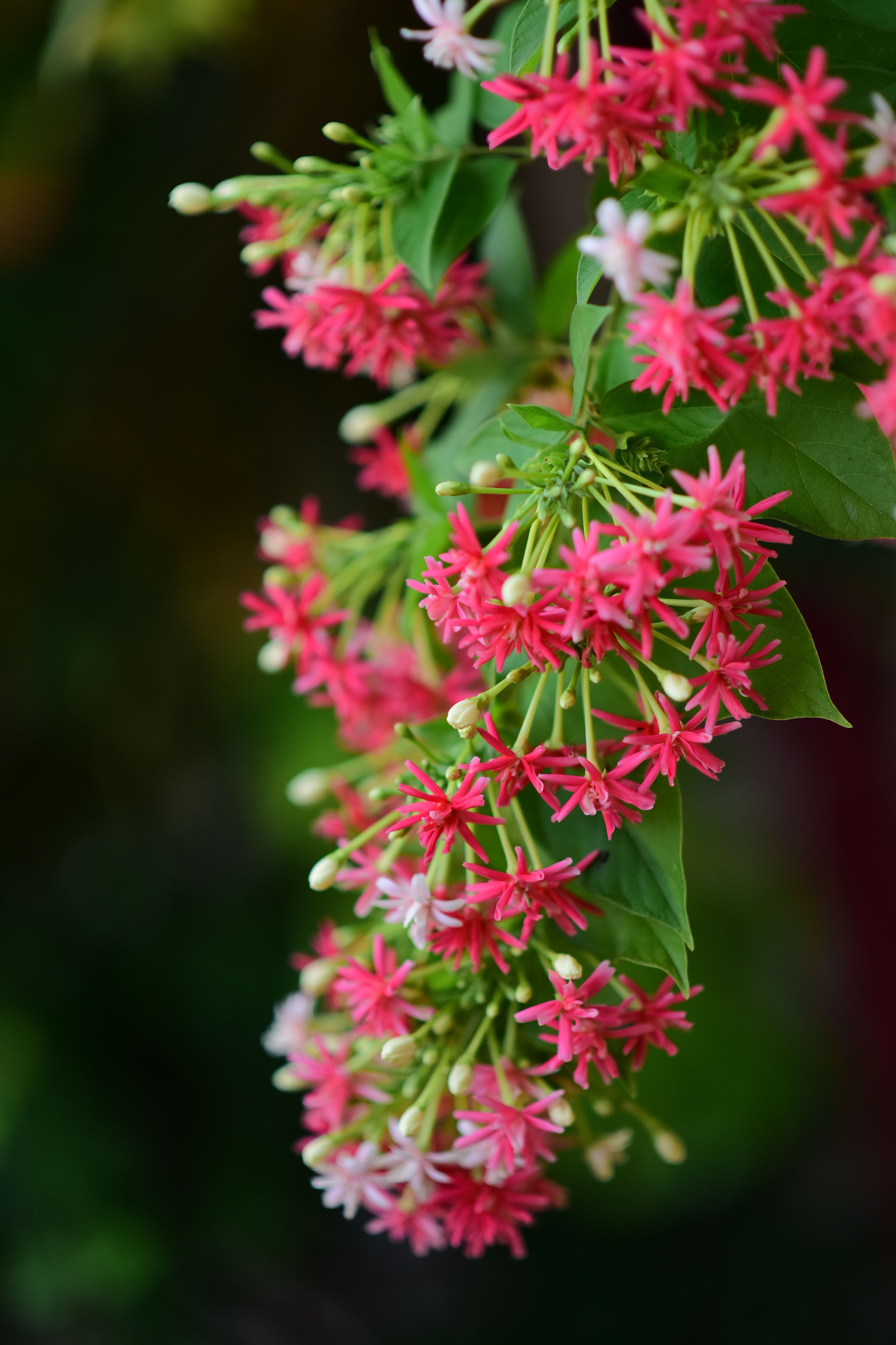 Vibrant Red Rangoon Creeper Blossoms in Detail · Free Stock Photo