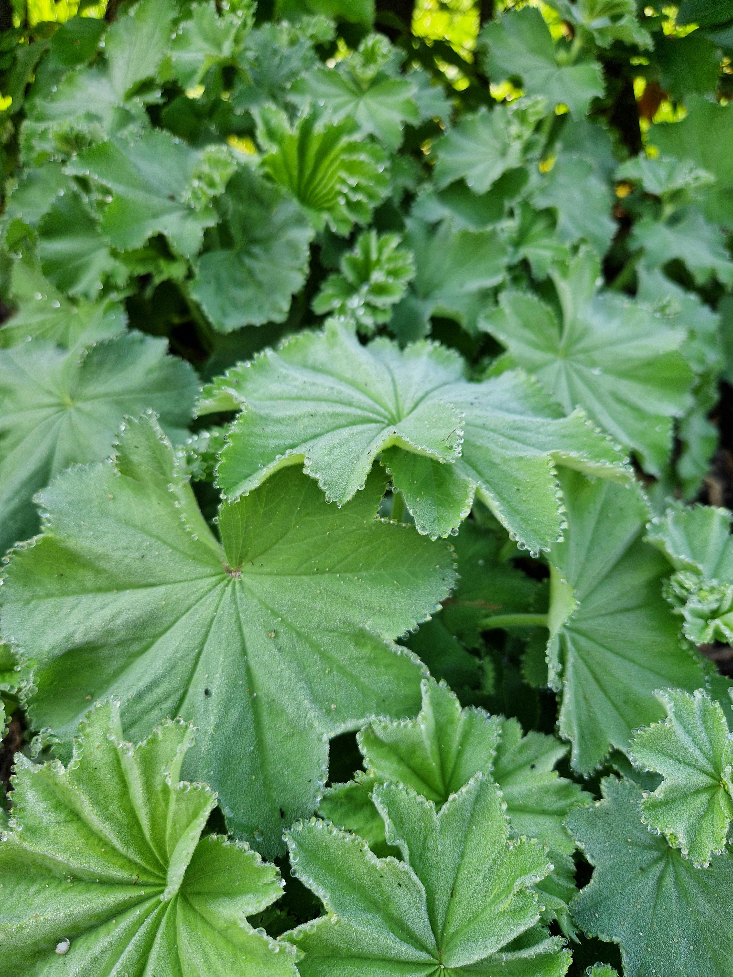 Detailed image of fresh green leaves with dewdrops on their serrated edges.