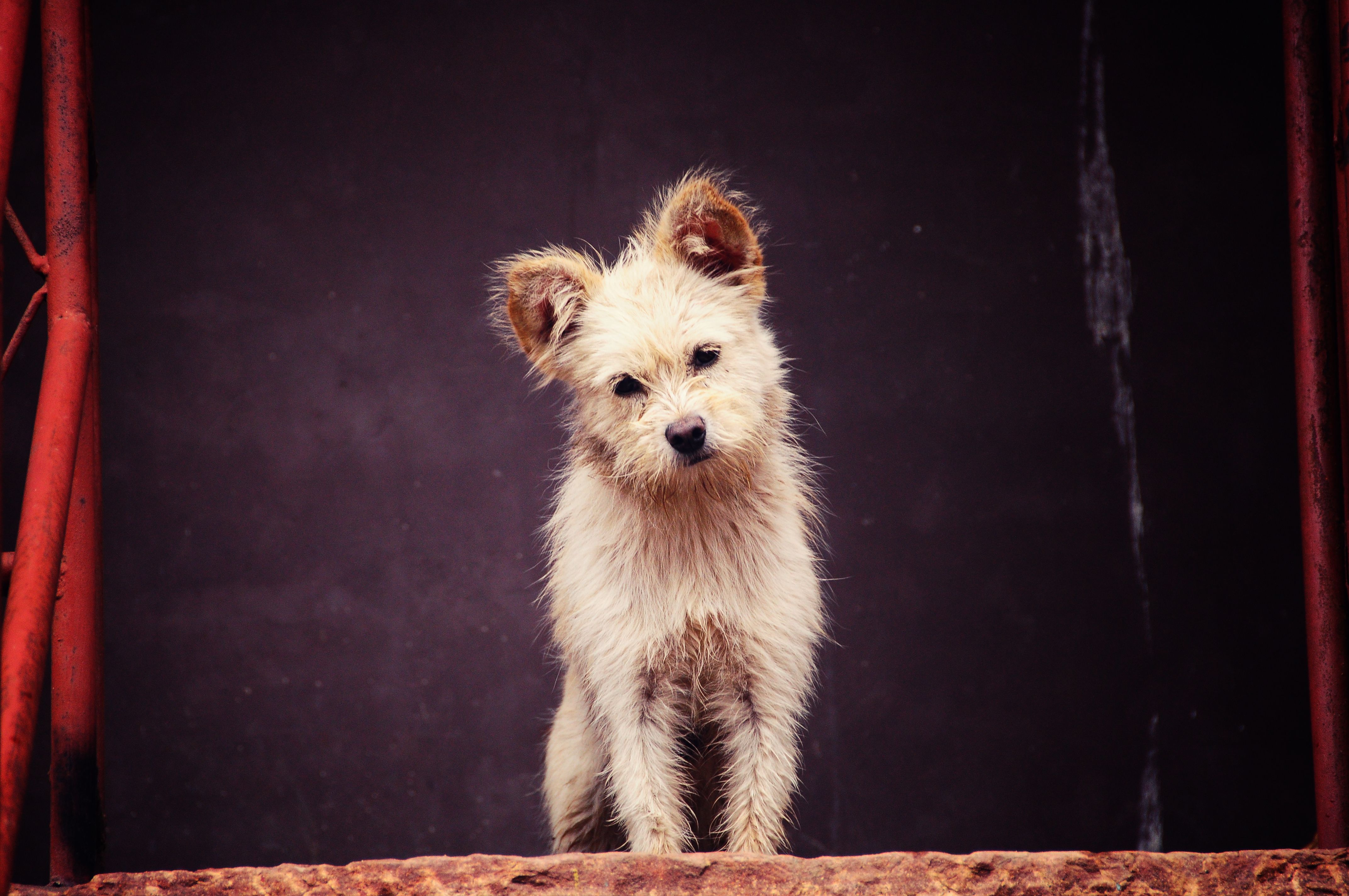 Healthcare and wellness consultation for a dog