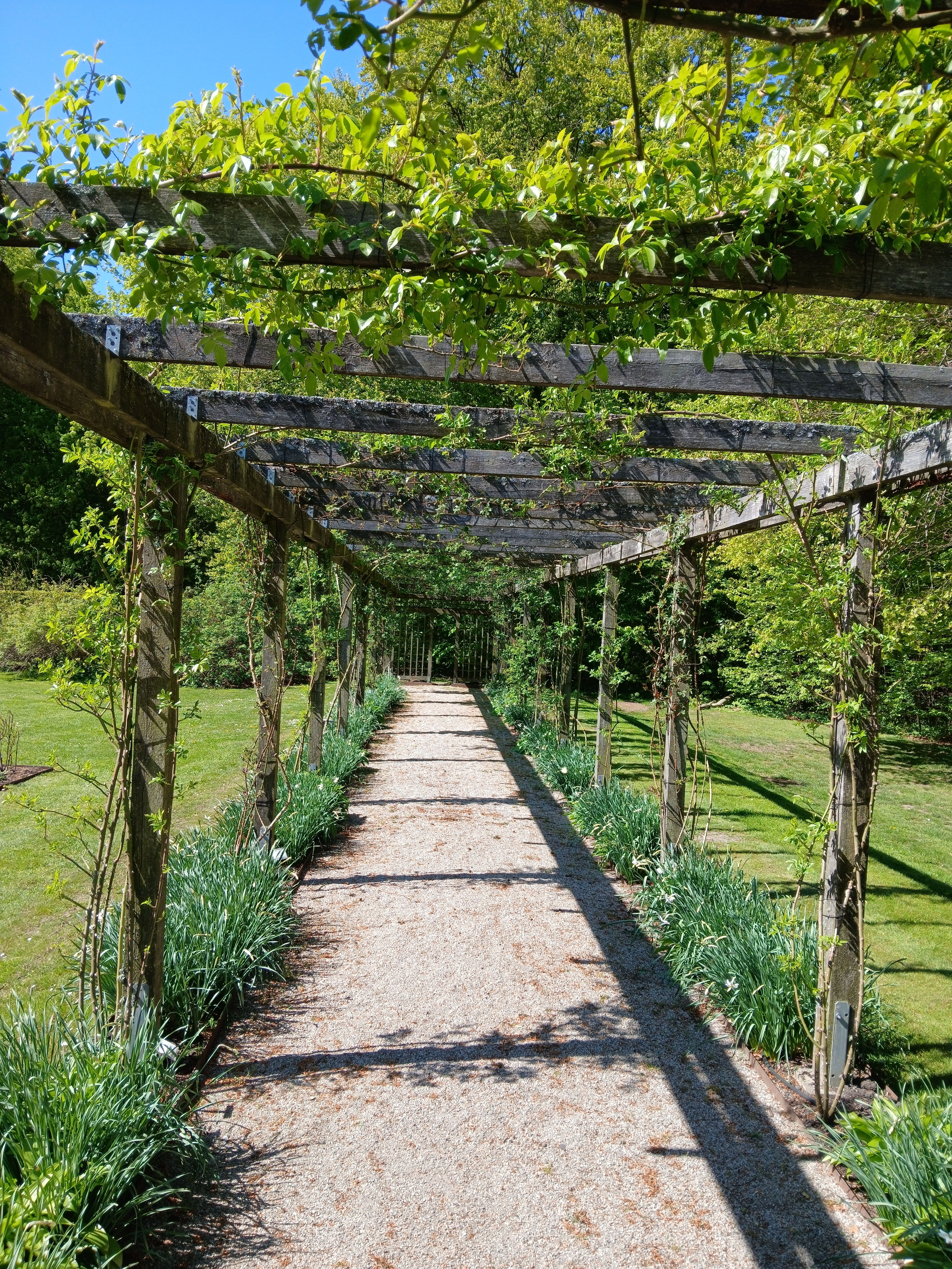 Serene Garden Path Under Wooden Trellis · Free Stock Photo