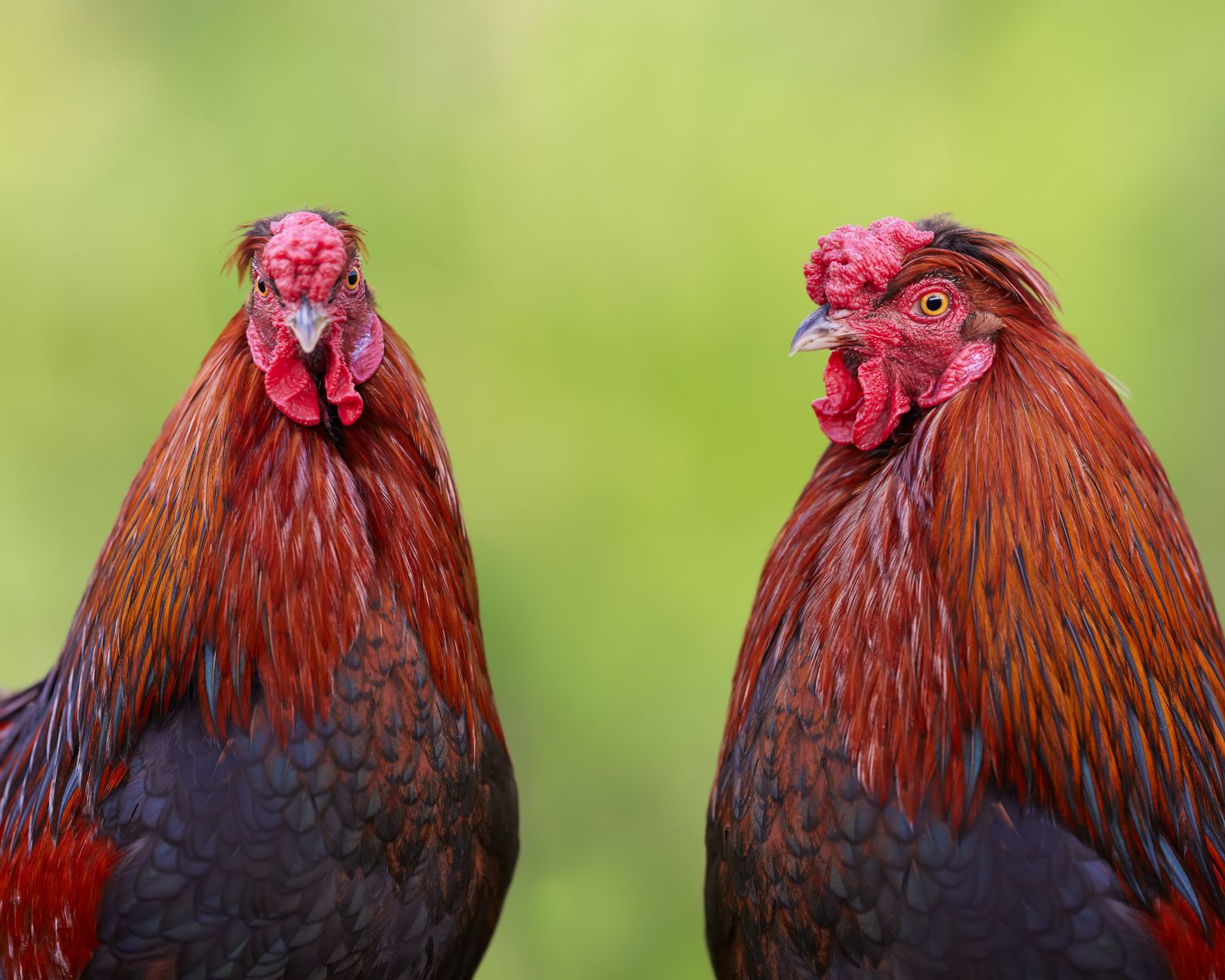 Close-up portrait of two vibrant roosters with a green background showcasing their colorful plumage.