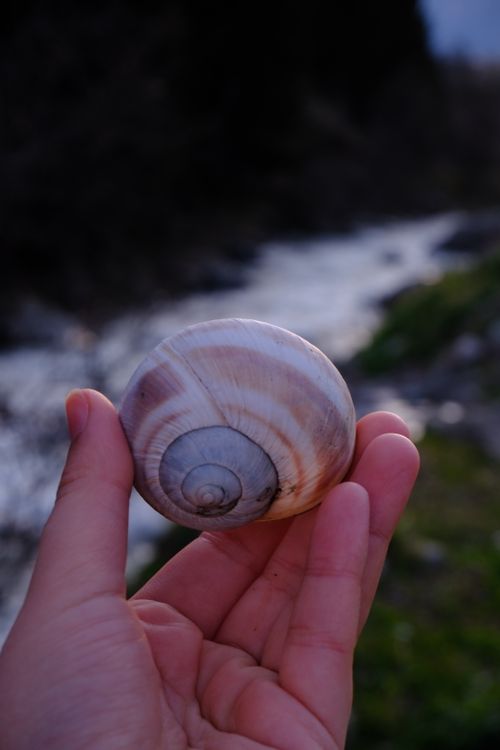 Close-up of Hand Holding Snail Shell Outdoors · Free Stock Photo