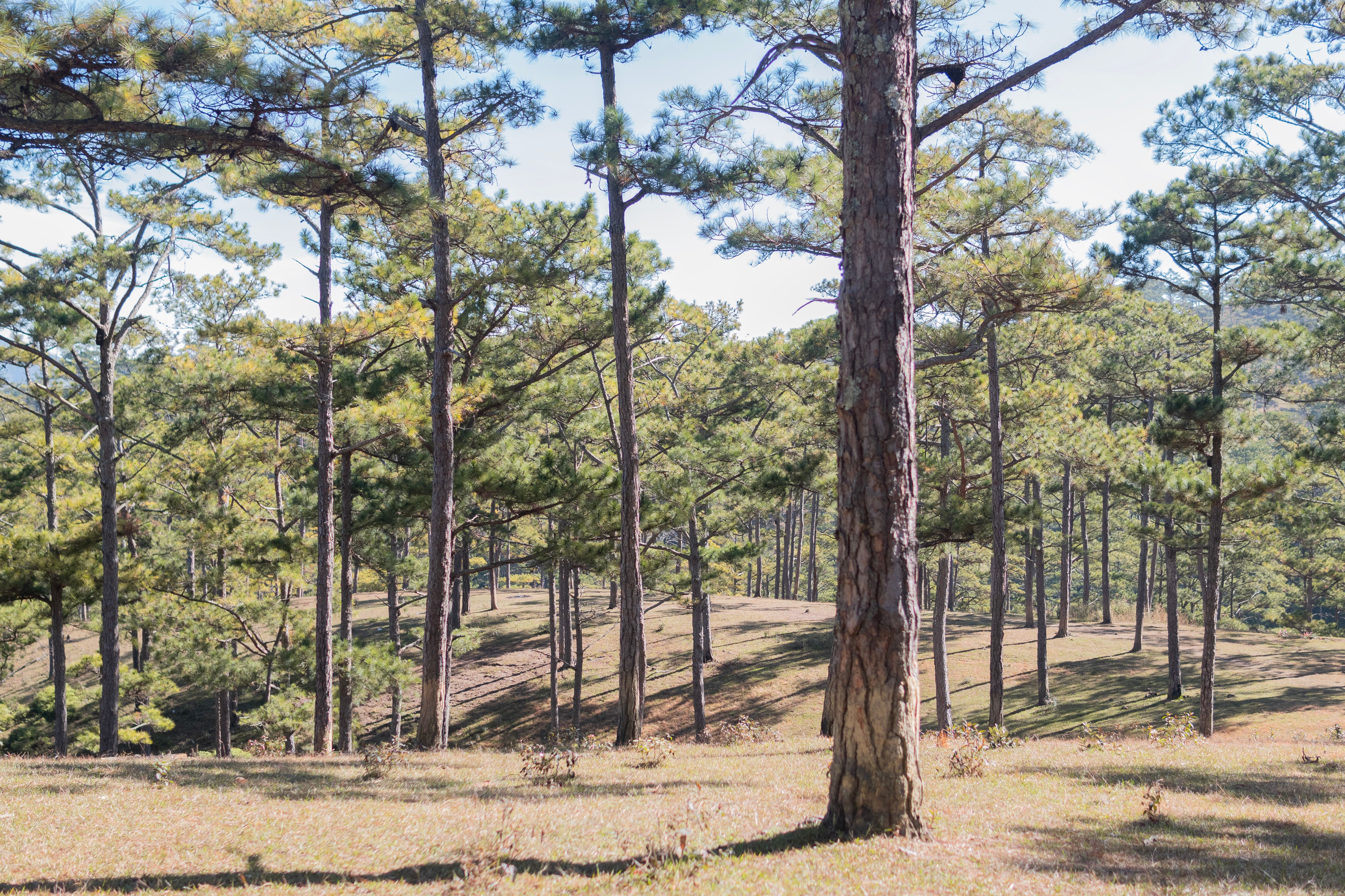 A tranquil view of a sunlit pine forest showcasing tall trees and serene woodland landscape.