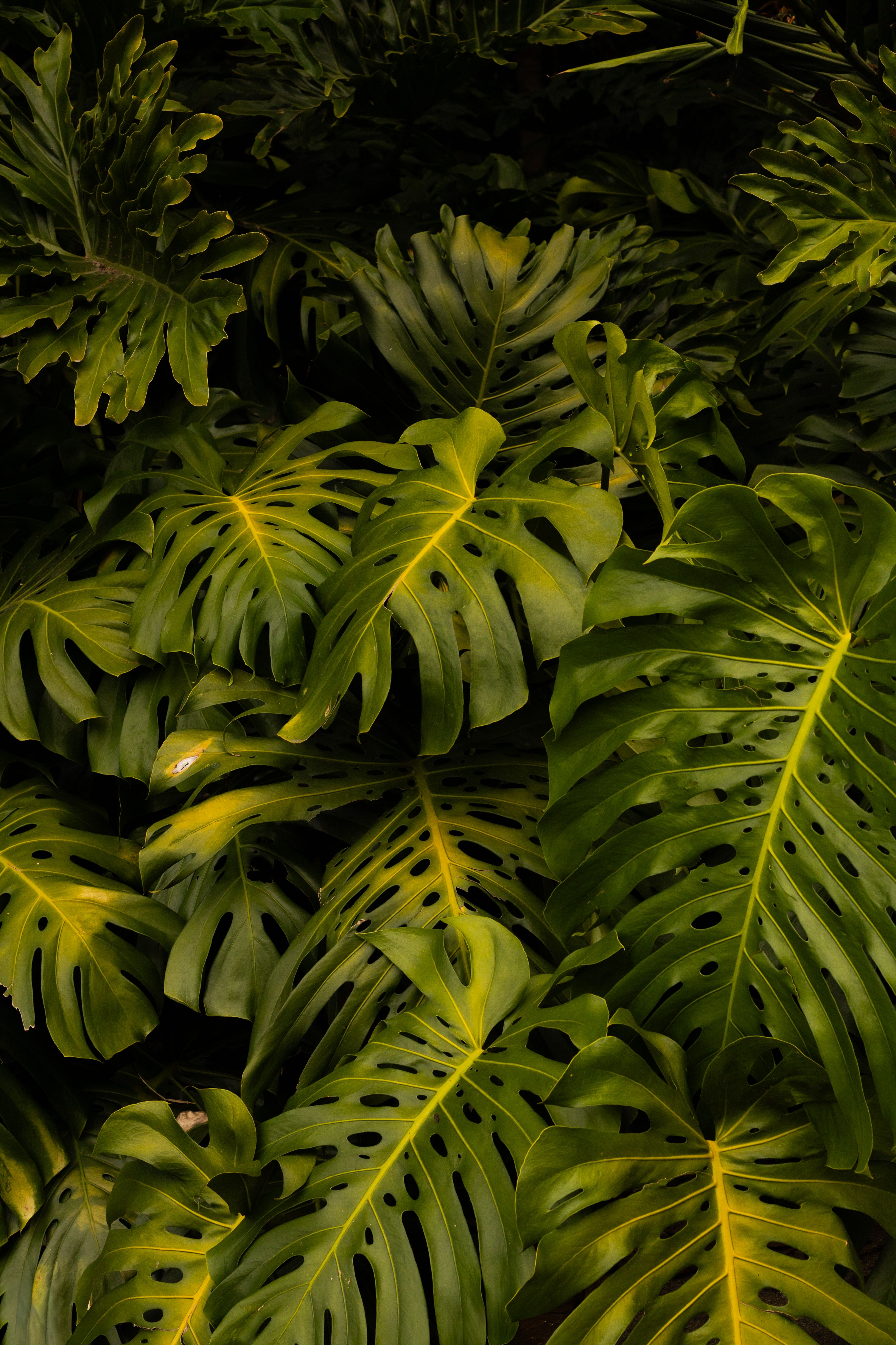 philodendron green princess größe ‘Green Princess’ Philodendron 6