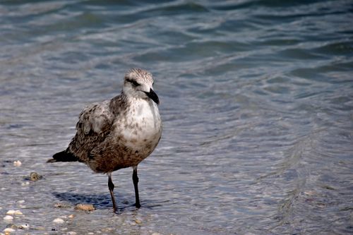 Free A seagull stands by the waves on Sarasota Beach, Florida, during a sunny day. Stock Photo