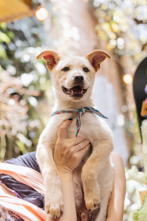 Free Adorable puppy being held outdoors with a joyful expression, perfect for lifestyle and pet themes. Stock Photo