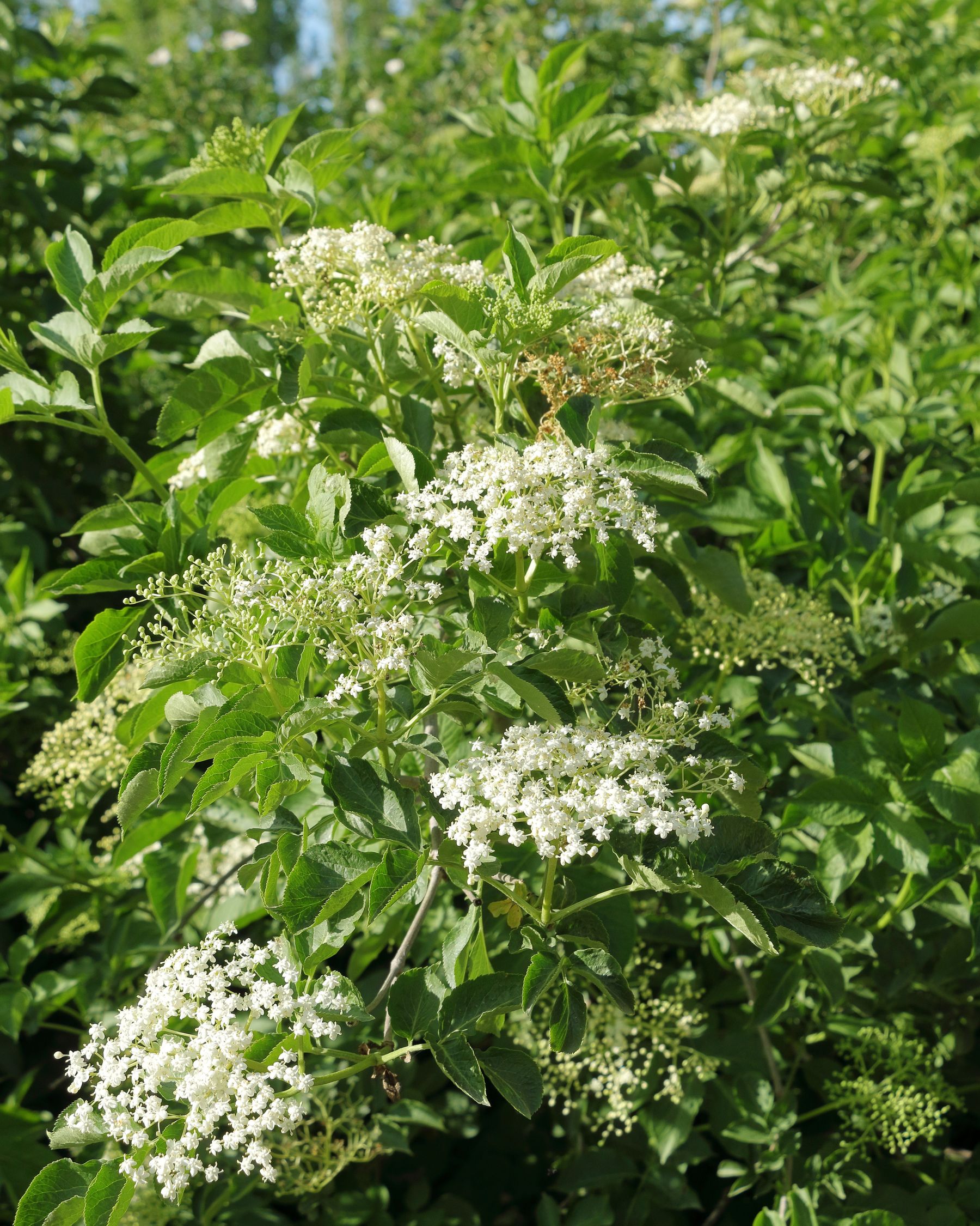 Elderflower blossoms growing outdoors in full bloom Elderflower blossoms growing outdoors in full bloom