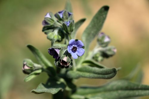 Free Detailed macro shot of a purple wildflower in full bloom with blurred background. Stock Photo