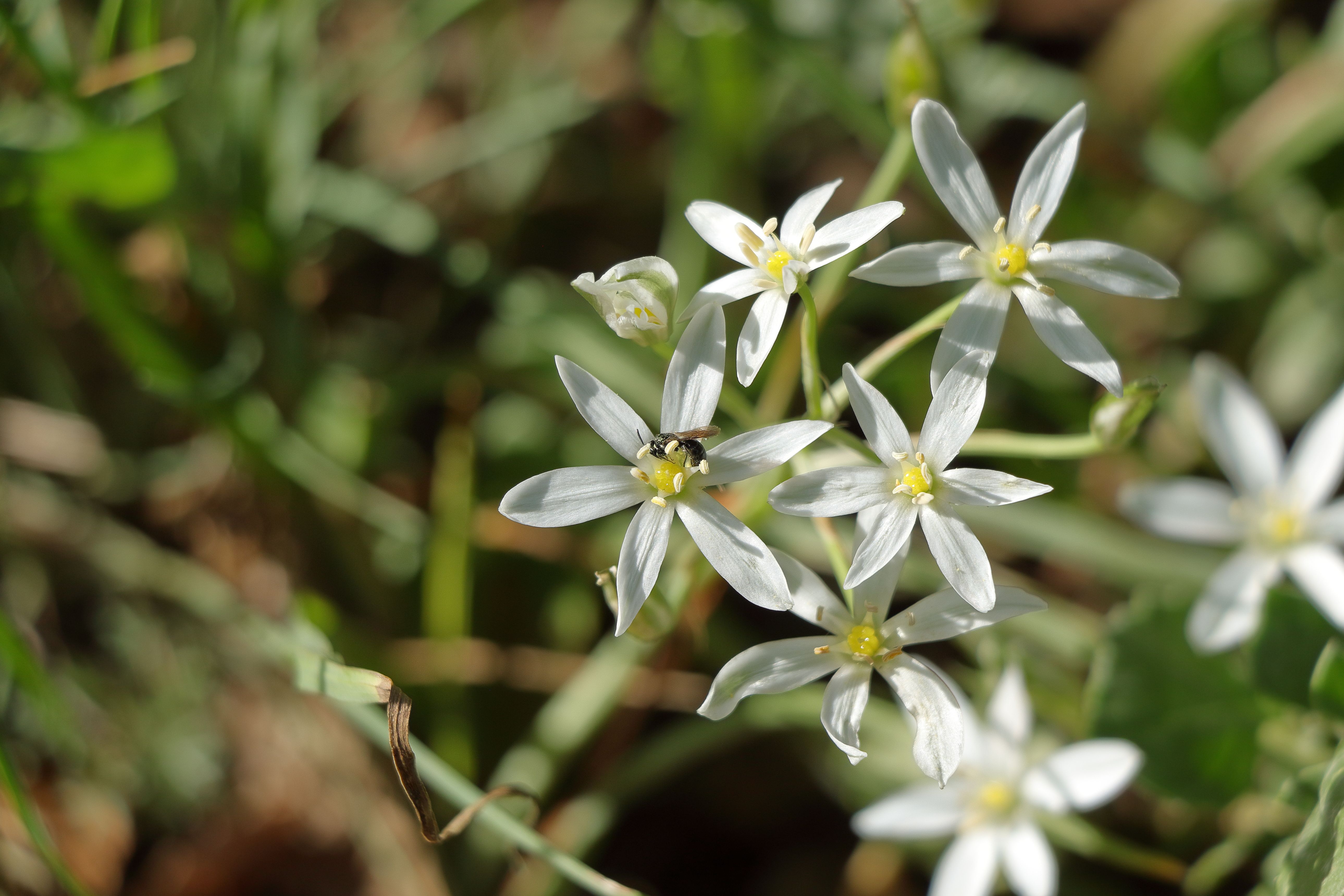 Star of bethlehem